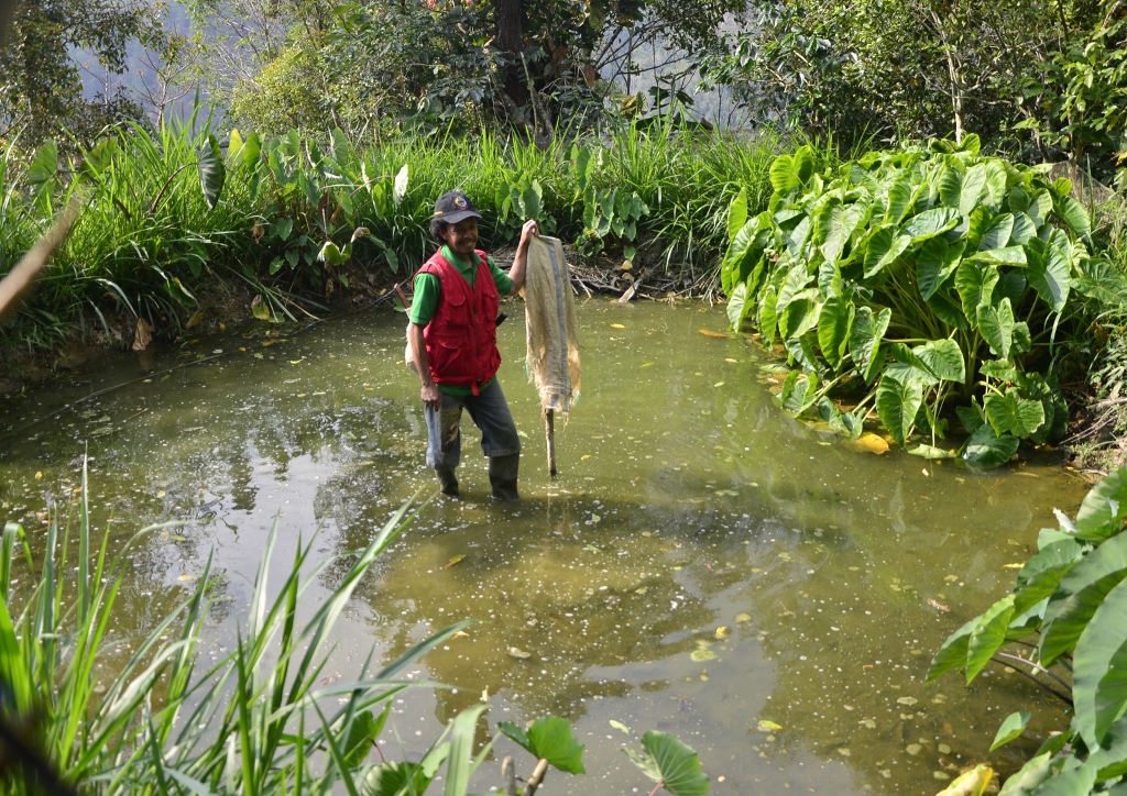 Meski tak luas, keberadaan embung milik Ichsan membantu mengairi sawah dan kebun di Dusun Wai-wai, Desa Latimojong, Kecamatan Buntu Batu, Enrekang, Sulawesi Selatan Embung ini juga dimanfaatkan sebagai kolam pembibitan ikan lele dan mas. Foto : Wahyu Chandra