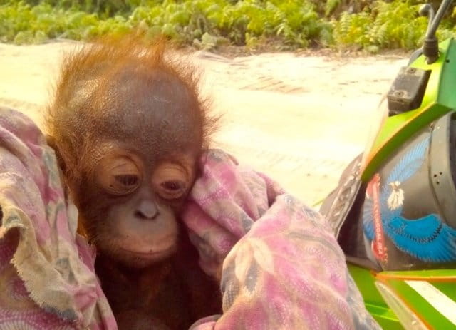 Napri, sesaat setelah diselamatkan. Foto: BOS