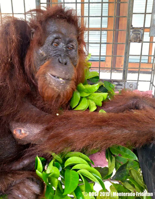Orangutan korban kebakaran hutan dan lahan yang kini dirawat di BOS Nyaru Menteng. Foto: BOS