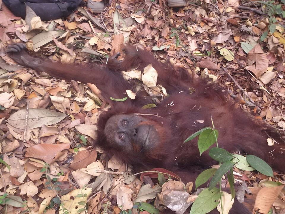 Salah satu orangutan yang diselamatkan dari Pulang Pisau. Foto: BOS