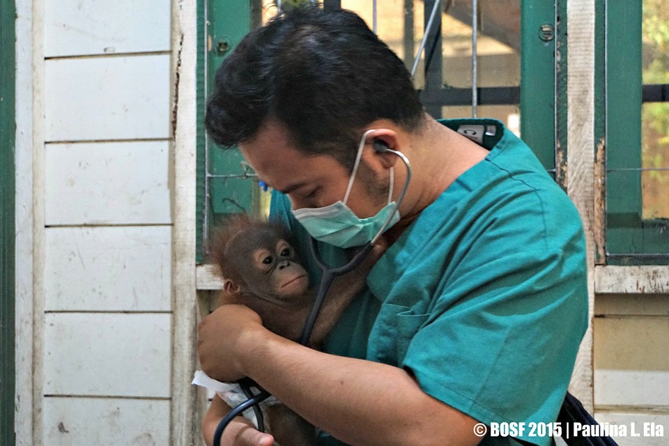 Napri, dalam perawatan BOS Nyaru Menteng. Foto: BOS