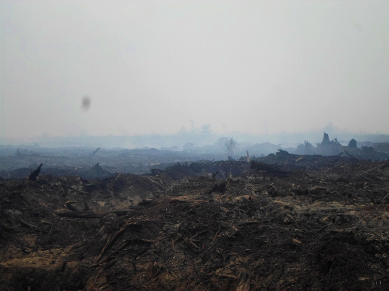 Lahan konsensi sebuah perusahaan hutan tanaman industri di Kabupaten OKI, Sumsel yang terbakar. Foto: Gita Rolis