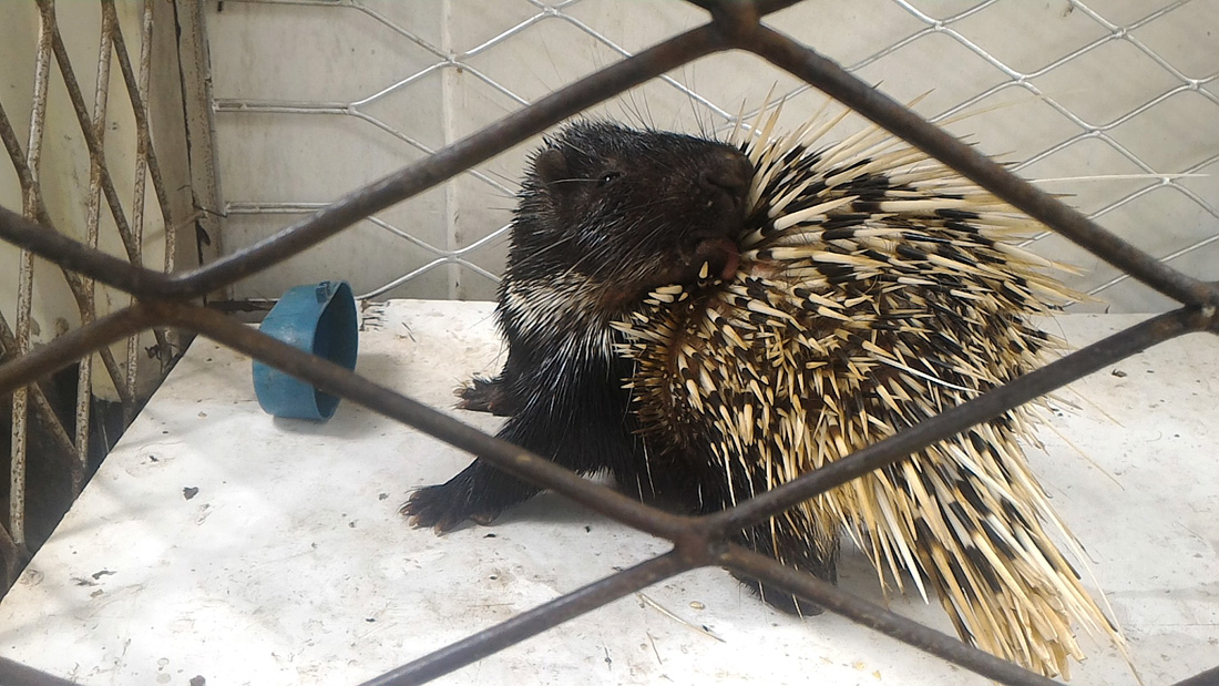 Landak susu (Hystrix brachyura) yang dilindungi ini berhasil disita dari rumah ST. Foto: Aseanty Pahlevi