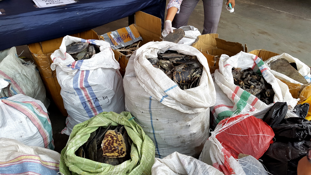 Barang bukti organ tubuh satwa liar yang siap berhasil disita polisi ini sudah siap diperjualbelikan. Foto: WCU-WCS