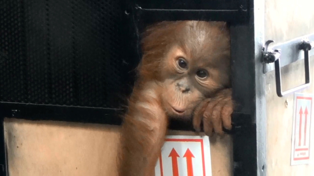 Anak oranguatn Sumatera yang diseludupkan ke Malaysia dan berhasil digagalkan muncul dari kandang sesaat tiba di Bandara Kuala Namu. Foto: Ayat S Karokaro