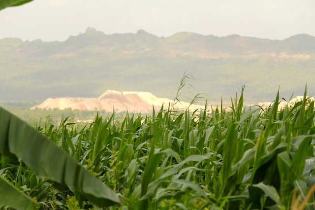 Suburnya tanaman jagung di kawasan karst Pegunungan Kendeng, Rembang. Foto: Tommy Apriando