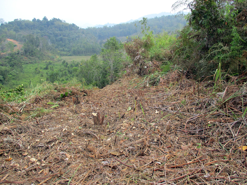 Menggeges, salah satu praktik MHA Rejang yang dilakukan dikebunnya untuk menghindari api yang menjalar saat membakar pohon yang ditebang. Foto: Dedek Hendry