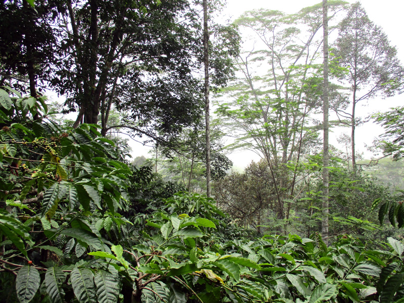 Kebun campur. Selain menanam kopi, MHA Rejang juga menanam tanaman keras seperti durian, sengon, jengkol, pinang, dan lainnya. Foto: Dedek Hendry