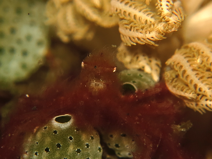 Kepiting orang utan. Foto : Wisuda
