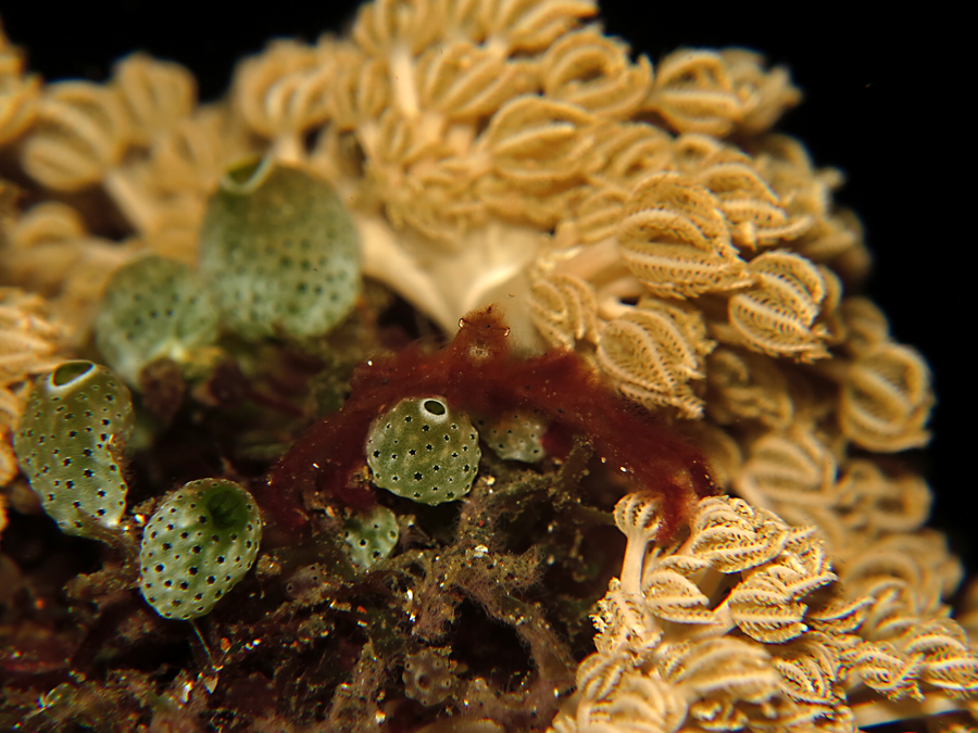 Kepiting orang utan. Foto : Wisuda