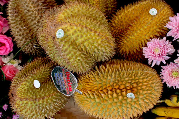 Durian unggul yang dikembangkan di dalam negeri. Foto atas dan bawah: Rahmadi Rahmad