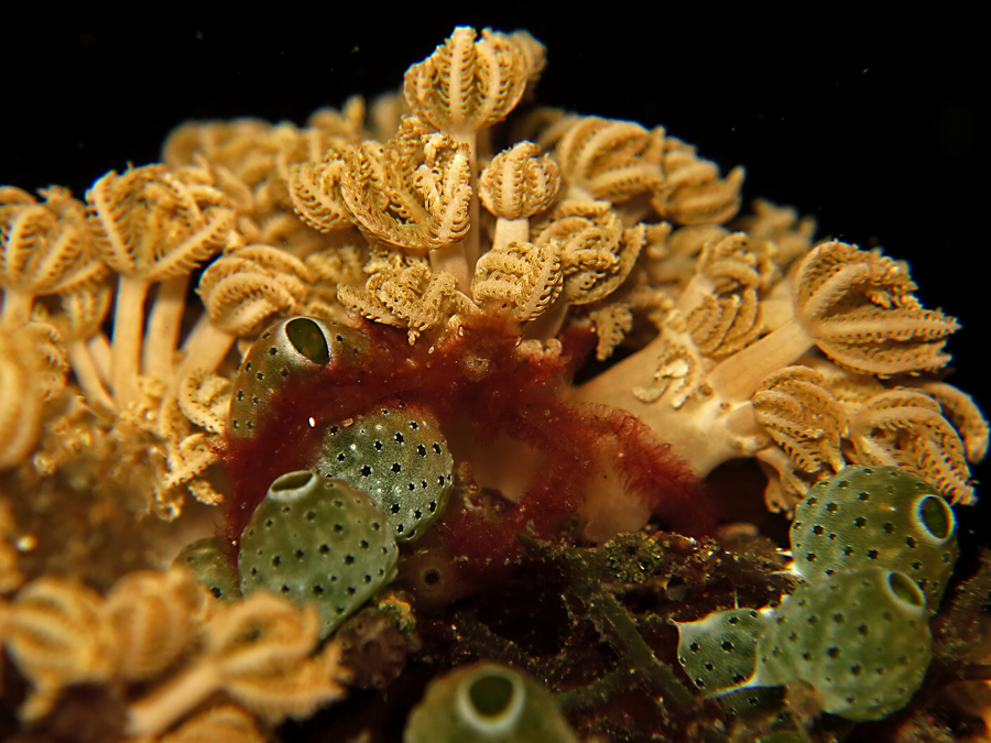 Kepiting orang utan atau Achaeus japonicas ditengah terumbu karang. Foto : Wisuda
