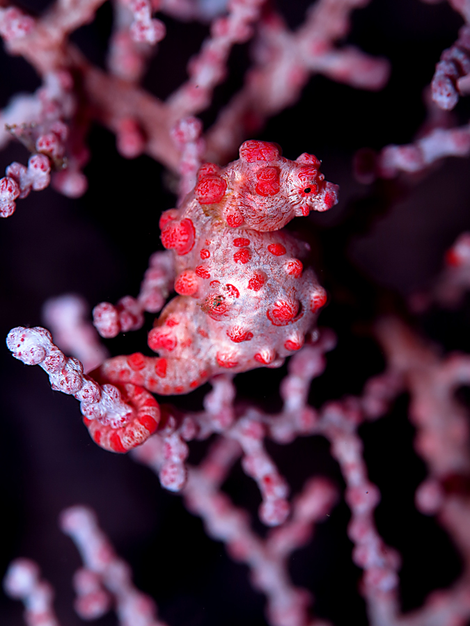 Bergibanti di perauran di Bali. Foto : Wisuda
