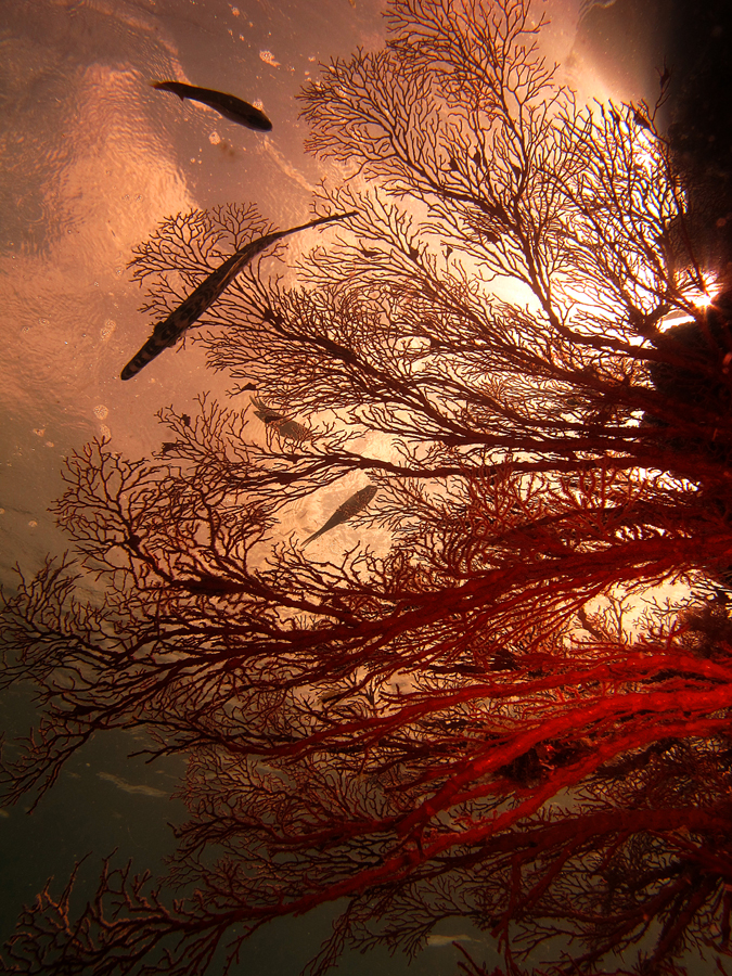 Salah satu jenis terumbu karang kipas (sea fan) di perairan Manado, Sulawesi Utara. Foto : Wisuda