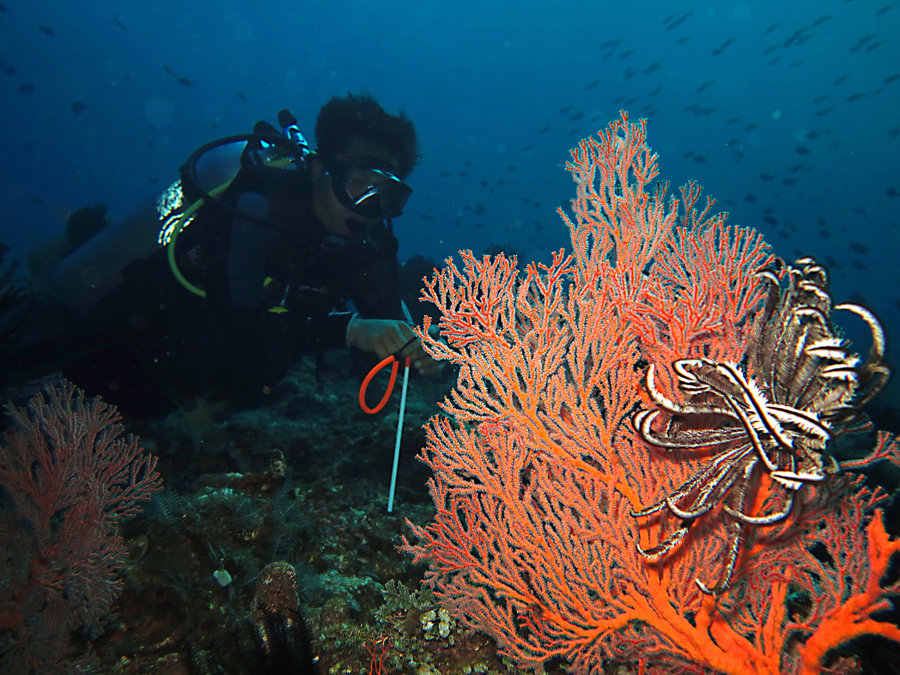 Seorang penyelam sedang mengamatai terumbu karang kipas alias sea fan. Foto : Wisuda