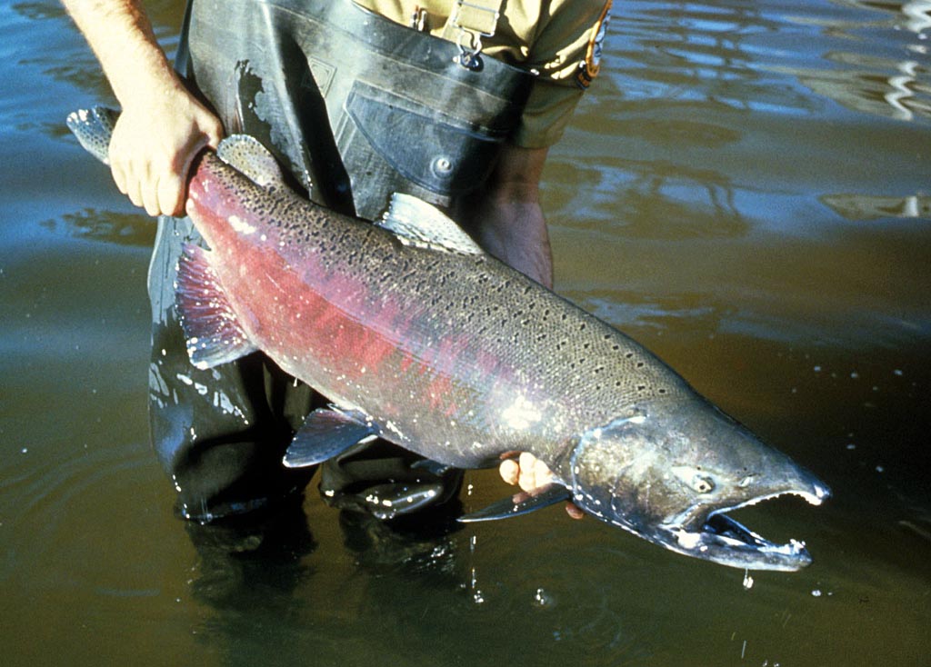 ikan salmon. Sumber : Wikipedia