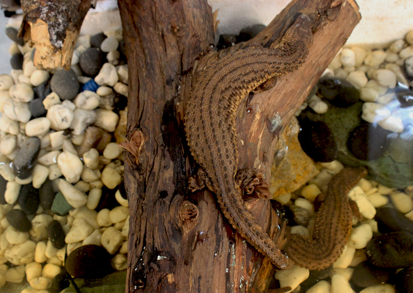 Lanthanotus borneensis merupakan jenis nokturnal dan semiakuatiq. Foto: Rahmadi Rahmad
