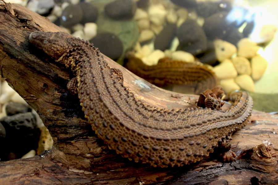 Biawak tak bertelinga asal Kalimantan ini disita dari warga Jerman yang hendak menyelundupkannya ke luar negri. Foto: Rahmadi Rahmad