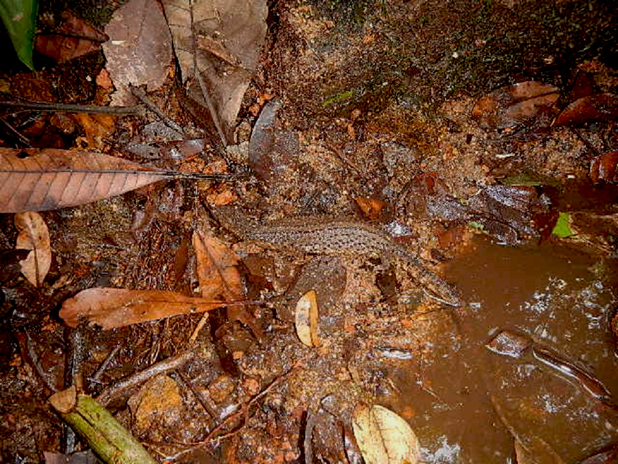 Reptil langka ini ditemukan Faulunsius Atet, 22 September 2014. Foto: Jeaksen Thungku