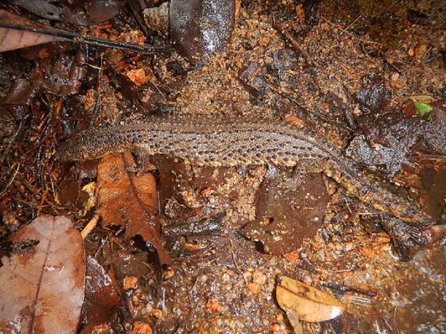 Biawak tak bertelinga yang hanya ada di Kalimantan. Foto: Jeaksen Thungku (Warga Desa Melemba)