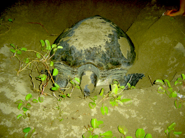 Chelonia mydas (Penyu hijau)