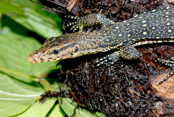Varanus salvator (Biawak air)