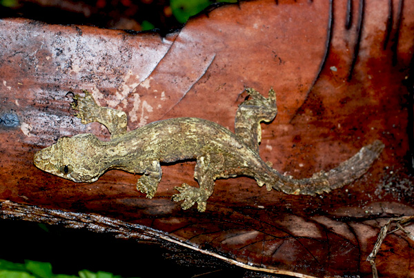 Ptychozoon kuhli (Cicak terbang kuhl)