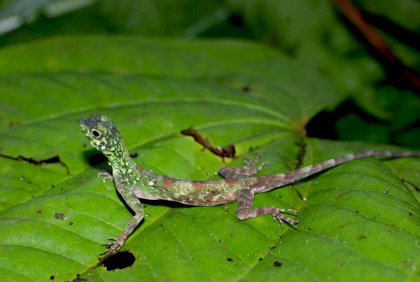 Draco modigliani jantan (Cicak terbang modigliani)