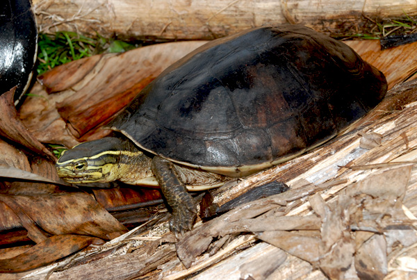 Cuora amboinensis (Kura-kura batok)