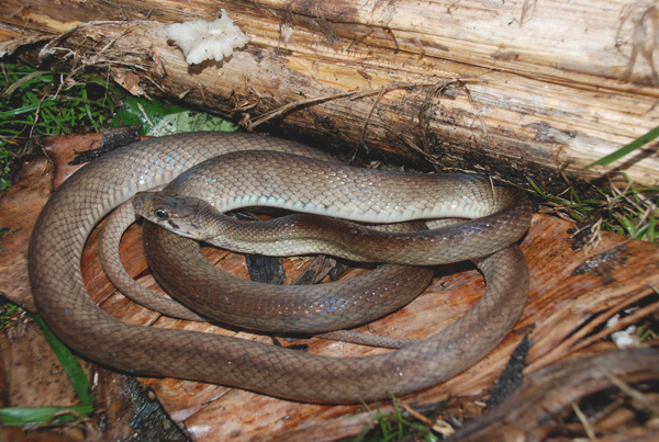 Coelognathus enganensis (Ular Tikus Enggano). Foto: Amir Hamidy