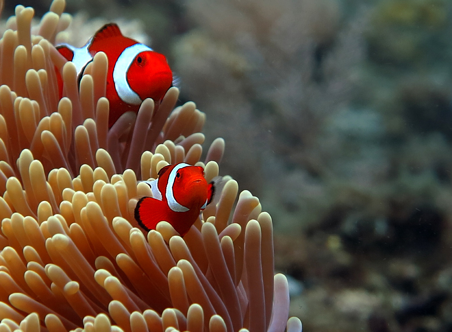 Sepasang clownfish atau ikan badut jantan dan betina di perairan Bali. Foto : Wisuda