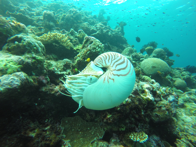 Allonautilus scrobiculatus kembali ditemukan pada 2015, setelah 30 tahun tak ada kabar. Foto: Rick Hamilton