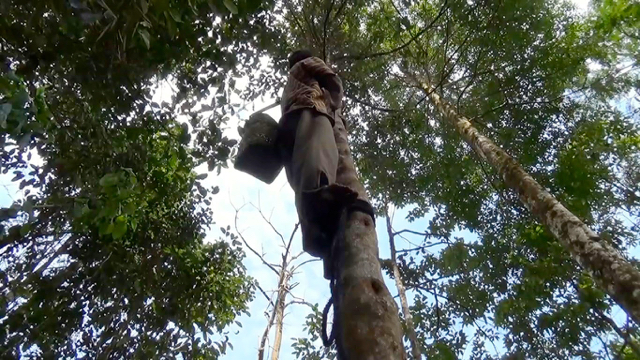 Opung Jati Hutapea, tengah menyadap getah kemenyan di hutan adat Aek Godang. Sebagian besar masyarakat adat disini berkebun pohon kemenyan. Foto: Ayat S Karokaro