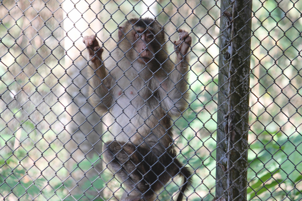Lutung budeng asal Aceh bernama Nami, yang diselamatkan dari Tsunami 2004, dirawat di PPS Petungsewu, Malang, Jawa Timur. Foto: Petrus Riski