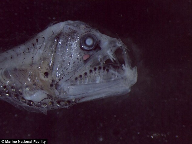 Chauliodontidae, ikan yang gigi depannya tajam. Kredit foto: Marine National Facility