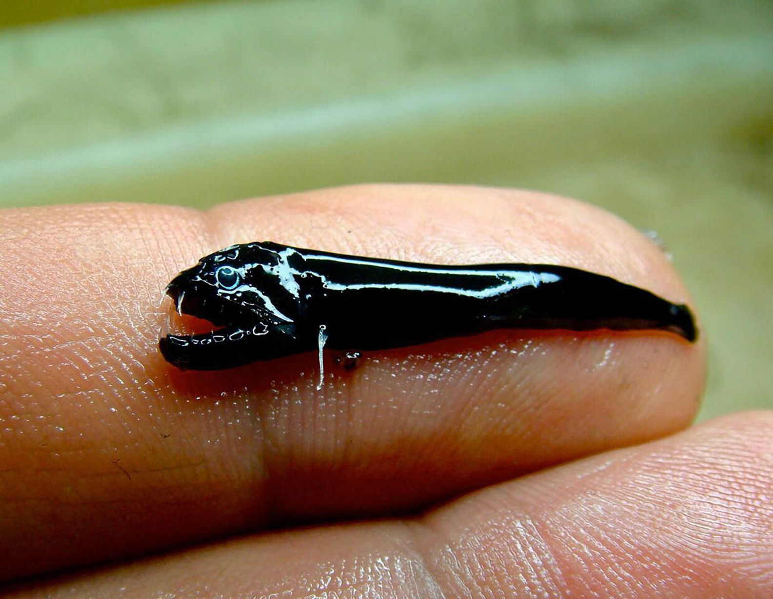 Ikan hitam tak bersisik yang ditemukan di area gunung api bawah laut. Sumber: CSIRONEWS