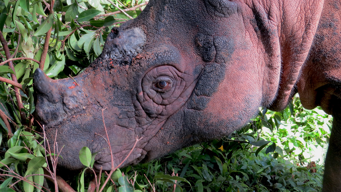 Badak sumatera yang berada di Suaka Rhino Sumatera/SRS, Taman Nasional Way Kambas. Foto: Haerudin R. Sadjudin
