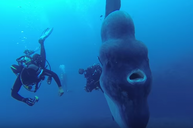Mola-mola, ikan raksasa yang bersahabat dengan para penyelam. Foto: Miguel Pereira. Screenshot via ViralHog/YouTube