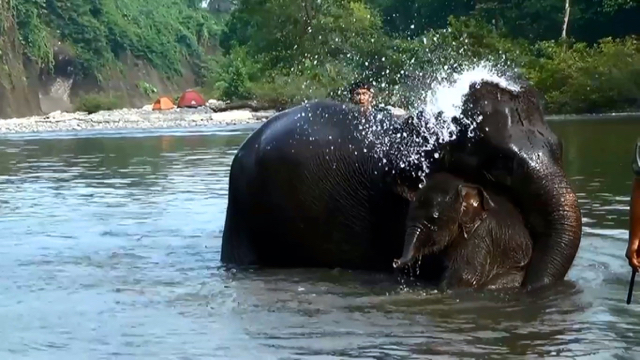 Bersembunyi di bawah leher sang ibu, Albertina terlihat bahagia mandi di sungai. Dia dimandikan pertama kalinya dalam Sungai Batang Serangan Langkat. Foto: Ayat S Karokaro