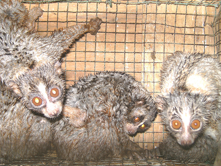Sejumlah kukang yang berhasil disita di Semarang. Foto : Kanopi Indonesia