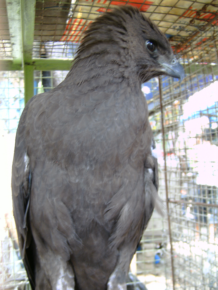 Elang brontok (Spizaetus cirrhatus) merupakan salah satu satwa yang diperdagangkan secara ilegal. Foto : Kanopi Indonesia
