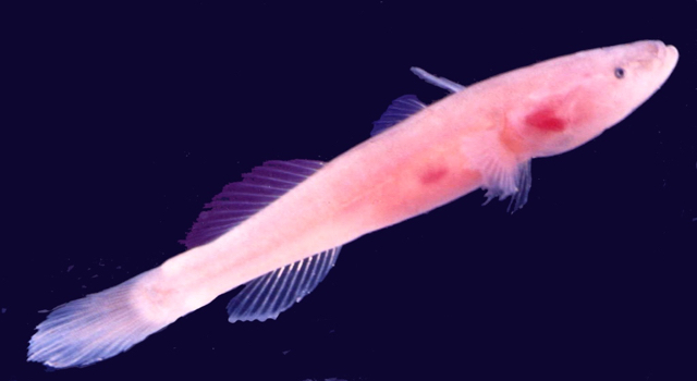 Ikan buta, salah satu biota di Goa Saripa. Foto: D Rigal