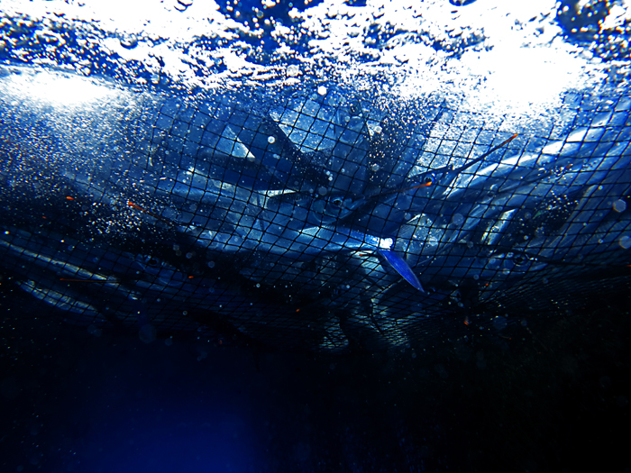 Ikan roa, salah satu jenis ikan yang bisa ditemui di perairan di Kabupaten Bolaang Mongondow Selatan (Bolsel), Sulawesi Utara. Foto : Wisuda