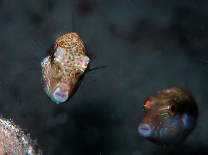 Puffer fish, salah satu jenis ikan yang bisa ditemui di perairan di Kabupaten Bolaang Mongondow Selatan (Bolsel), Sulawesi Utara. Foto : Wisuda