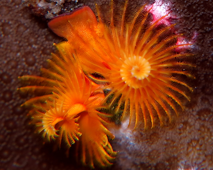 Pohon natal laut ini alias cacing Spirobranchus giganteus. Foto : Wisuda