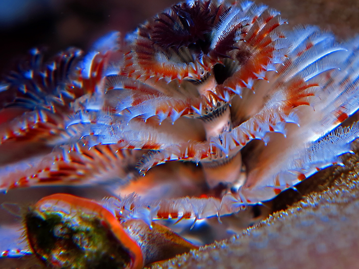 Pohon natal laut alias cacing Spirobranchus giganteus ini tersebar luas di seluruh samudra tropis dunia, dari dari Karibia sampai ke Indo-Pasifik. Foto : Wisuda