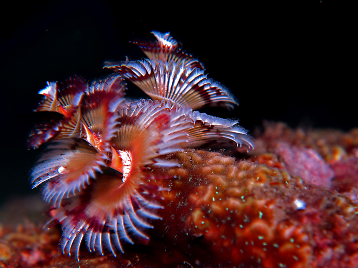 Pohon natal laut alias cacing Spirobranchus giganteus ini tersebar luas di seluruh samudra tropis dunia, dari dari Karibia sampai ke Indo-Pasifik. Foto : Wisuda