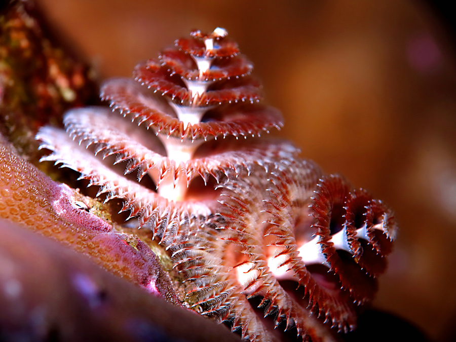 Pohon natal laut ini alias cacing Spirobranchus giganteus. Foto : Wisuda