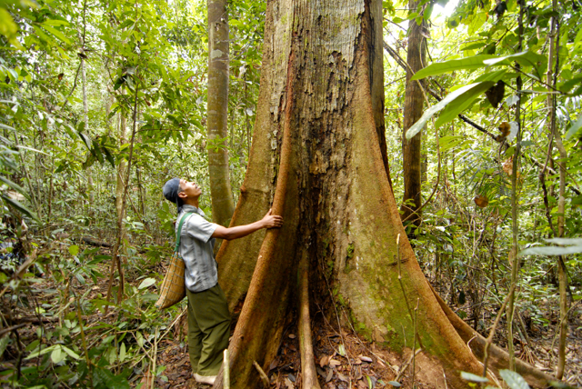 Pepohonan di Hutan Nagari Simancuang. Foto: Warsi