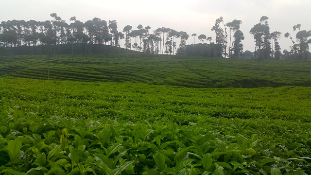 Teh dapat menahan longsor dan meningkatkan ekonomi warga. Foto: Tommy Apriando
